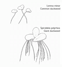 university of florida clip art database