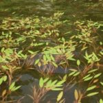 American pondweed covering the surface of the pond