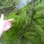 mat of bladderwort