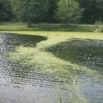 overview of duckweed in pond