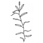 curly-leafed pondweed diagram