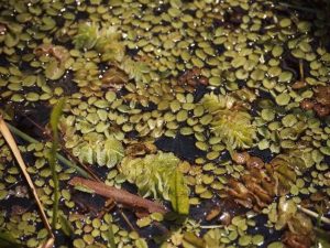 giant salvinia covering water up close