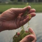 Muskgrass plant. Someone pulling a stem out of a group in their hand