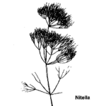nitella diagram
