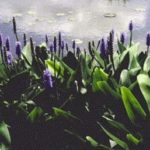 bunch of pickerelweed