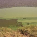 large view of pond with planktonic algae