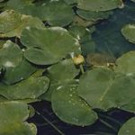 spatterdock covering water