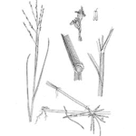 torpedograss drawing