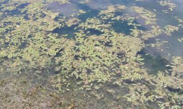 variable-leaf pondweed covering water