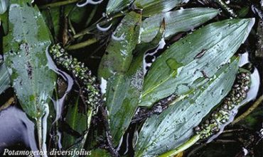 close up variable-leaf pondweed