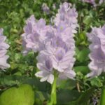 water hyacinth flower