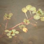 water primrose growing sideways