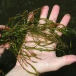 close up waterstargrass