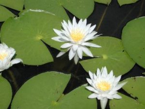 close uo white water lily