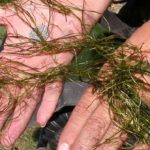 close up widgeon grass