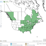 Variable-leaf Watermilfoil in North America