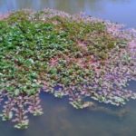 primrose covering water