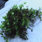 Bacopa on table