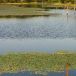 large view of water shield in pond
