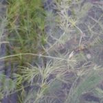 submerged muskgrass
