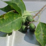 tallow tree fruit