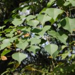 tallow tree leaves