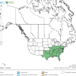 Anglestem Primrose Locations in North America