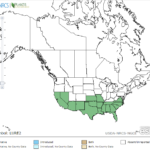 Creeping Primrose Locations in North America