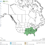 Cylindricfruit Primrose Locations in North America