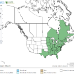 False Hop Sedge Location in North America