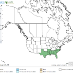 Gulf Coast Spikerush Locations in North America