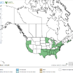 Manyflower Pennywort Locations in North America