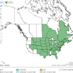 Swamp Milkweed Locations in North America