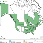 Three-Way Sedge Locations in North America