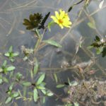 bur marigold in water