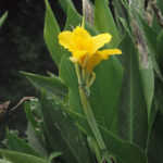 golden canna side view