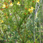 St johns wort side view