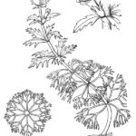 Asian Marshweed diagram