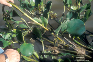 rooted water hyacinth stem