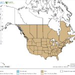 Panic Grass Locations in North America