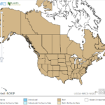Yellowcress Locations in North America