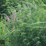 purple loosestrife side view