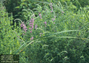 purple loosestrife side view