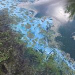 blue-green algae scum on top of a pond