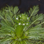 American featherfoil flower
