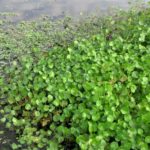 patch of pennywort