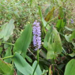 Pickerel Weed with flower
