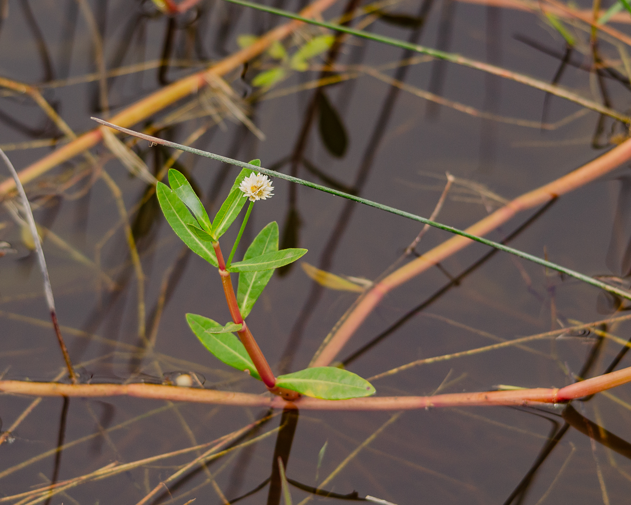 alligator weed invasive species