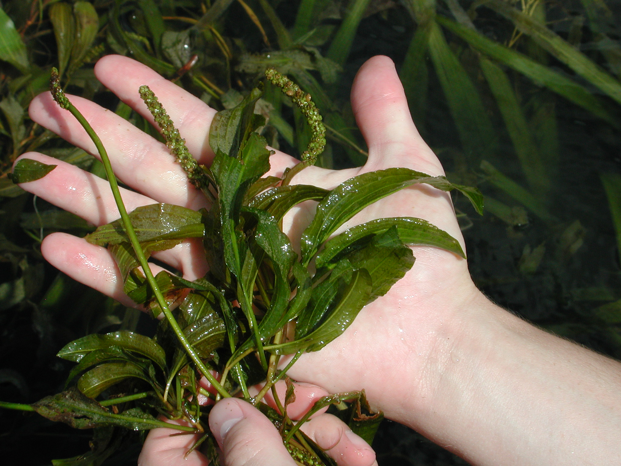 Center for Aquatic and Invasive Plants