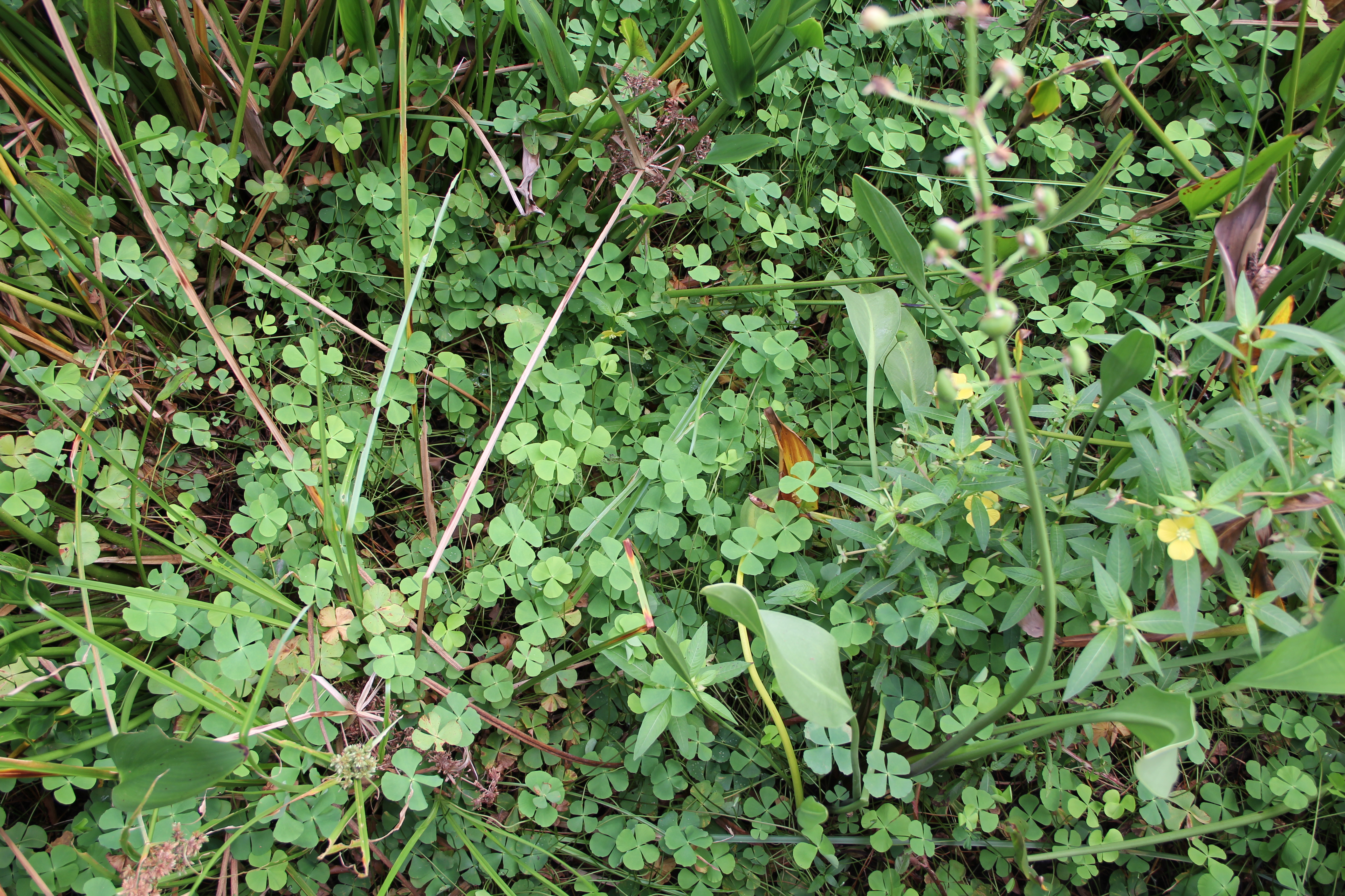 Four Leaf Clover  Pond Plants Online